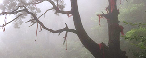 Fog surrounds a tree with red ribbons at Mount Tai, Shandong Province